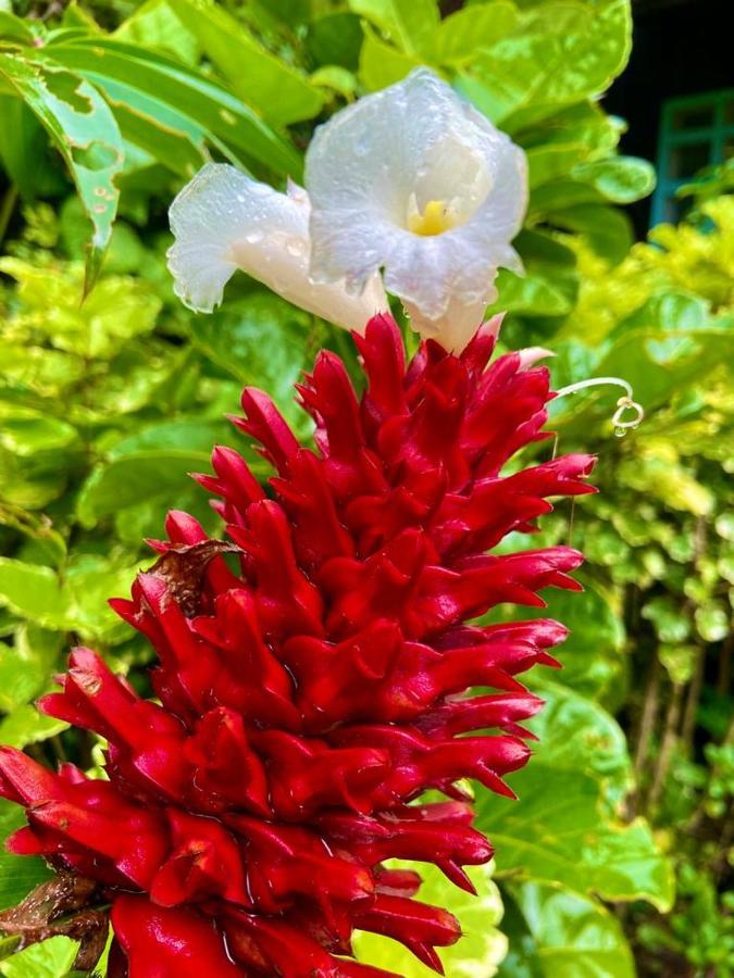 Flor De La Selva Apartment Puerto Narino ภายนอก รูปภาพ