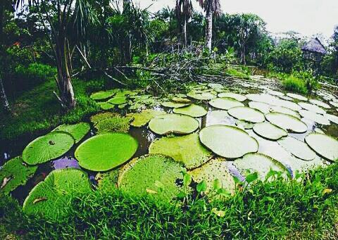 Flor De La Selva Apartment Puerto Narino ภายนอก รูปภาพ